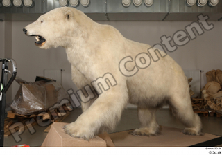Polar bear whole body 0004.jpg